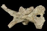 Mosasaur (Platecarpus) Parietal Bone - Kansas #114022-5